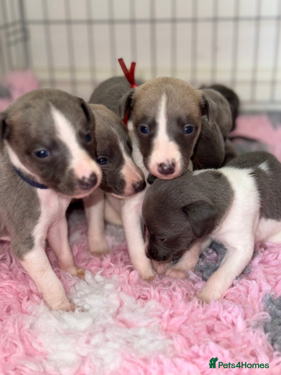 Whippet dogs for sale: 🏡 Ready Saturday! Kennel Club Whippet Puppies 🐾 - Image 10