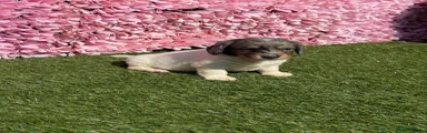 Miniature Dachshund 1