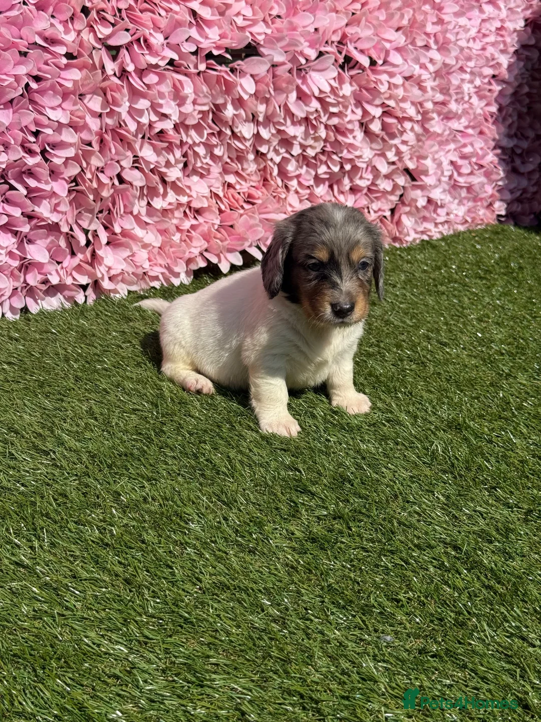 Miniature Dachshund dogs for sale: Miniature Daschund  in Cardiff - Advert 6