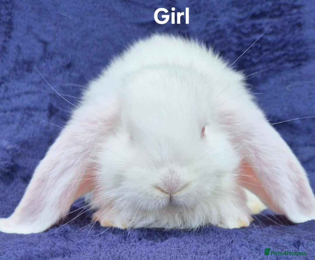 French Lop rabbits for sale: Friendly french lops - Image 4