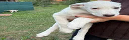 Mixed Breed dogs for adoption: 🤍 Beautiful CARLA - for a Loving Home 🐾 - Advert 14