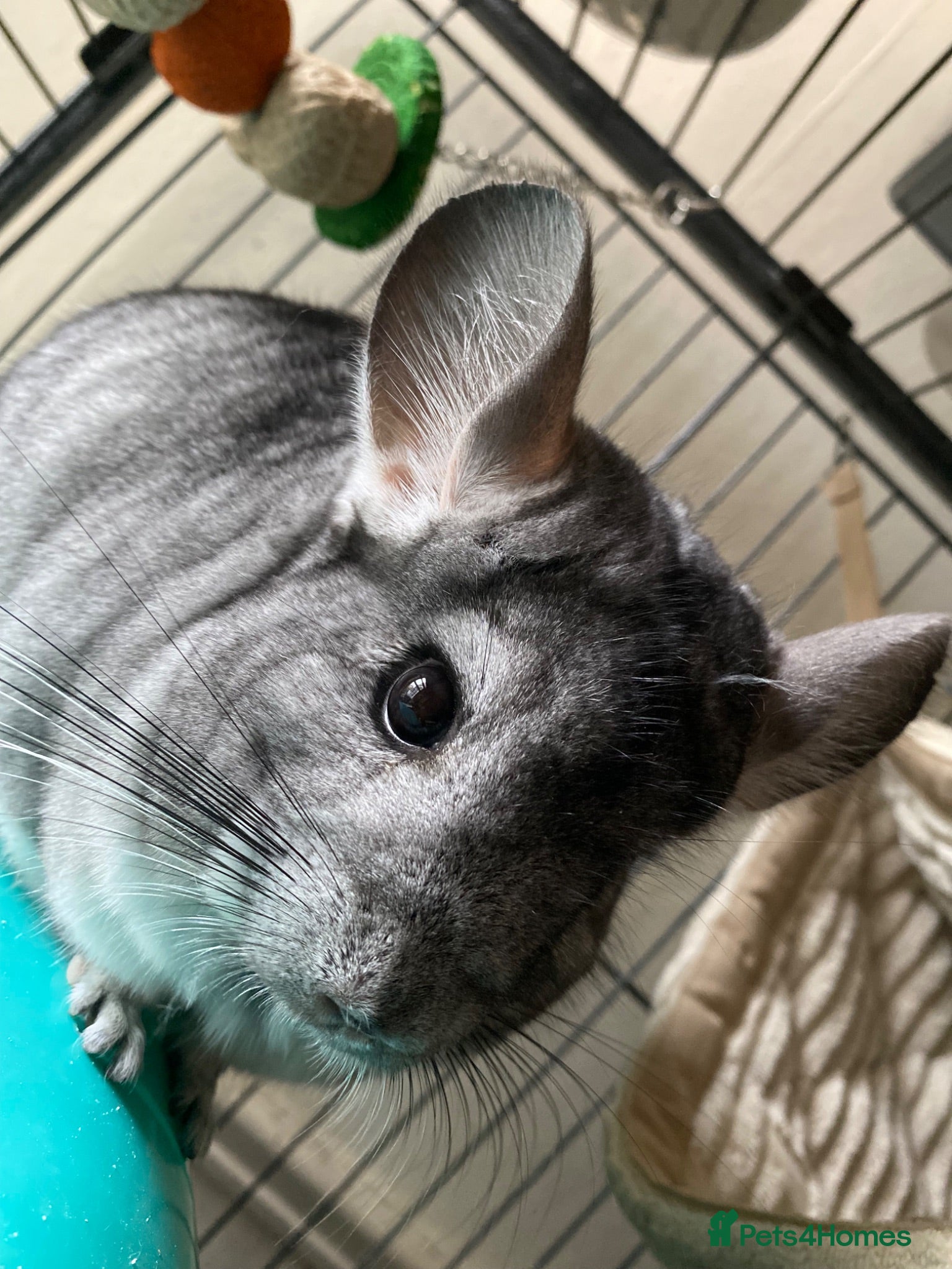 Chinchilla rodents Beautiful and friendly female Chinchilla   - Advert 1