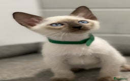 Siamese cats for sale: GCCF Registered Traditional Siamese Kittens  - Image 14