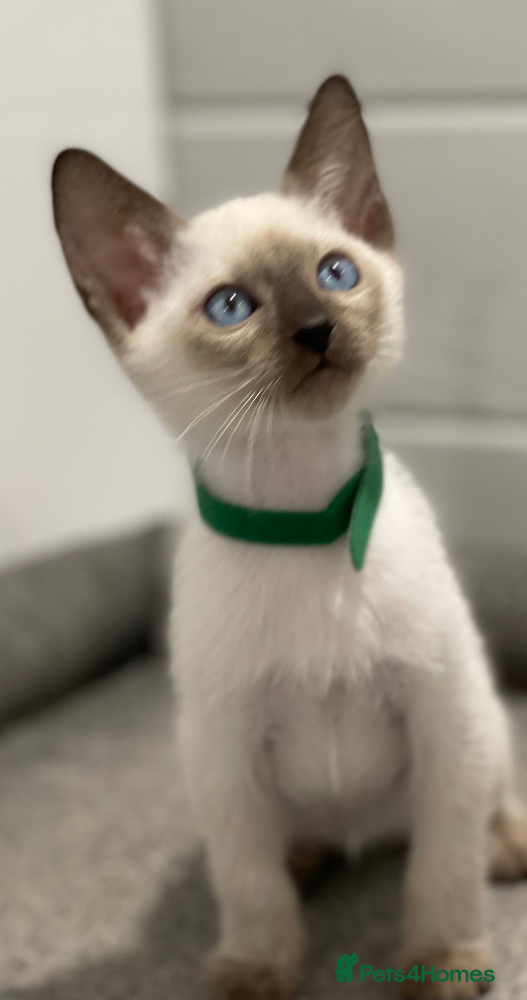 Siamese cats for sale: GCCF Registered Traditional Siamese Kittens  - Image 14