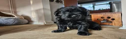 Newfoundland dogs for sale: Beautiful Newfoundland puppies  - Advert 21