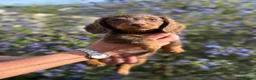 Dachshund dogs for sale: KEC REG MINIATURE LONG HAIRED dachshund puppies - Advert 7