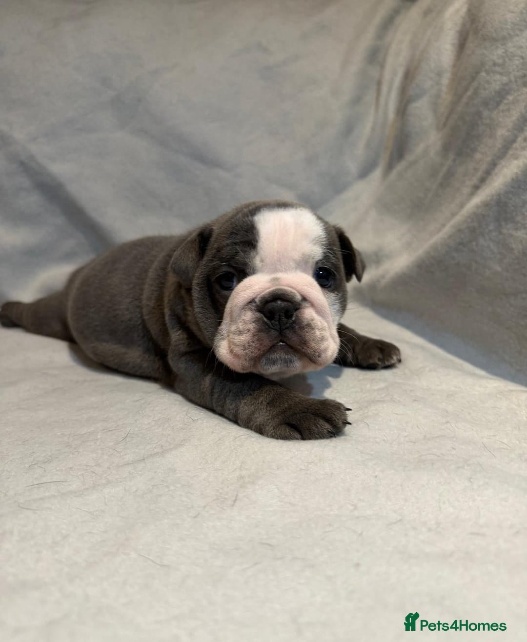 English Bulldog dogs for sale: Exceptional Blue & White English Bulldog Puppies ! - Advert 4