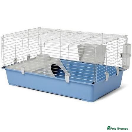 Guinea Pig rodents for sale: 2 female guinea-pig £40(1 year old) - Advert 8