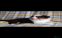 Australian Shepherd dogs for sale: Australian Shepherd puppies looking for new home in Peterborough - Image 18