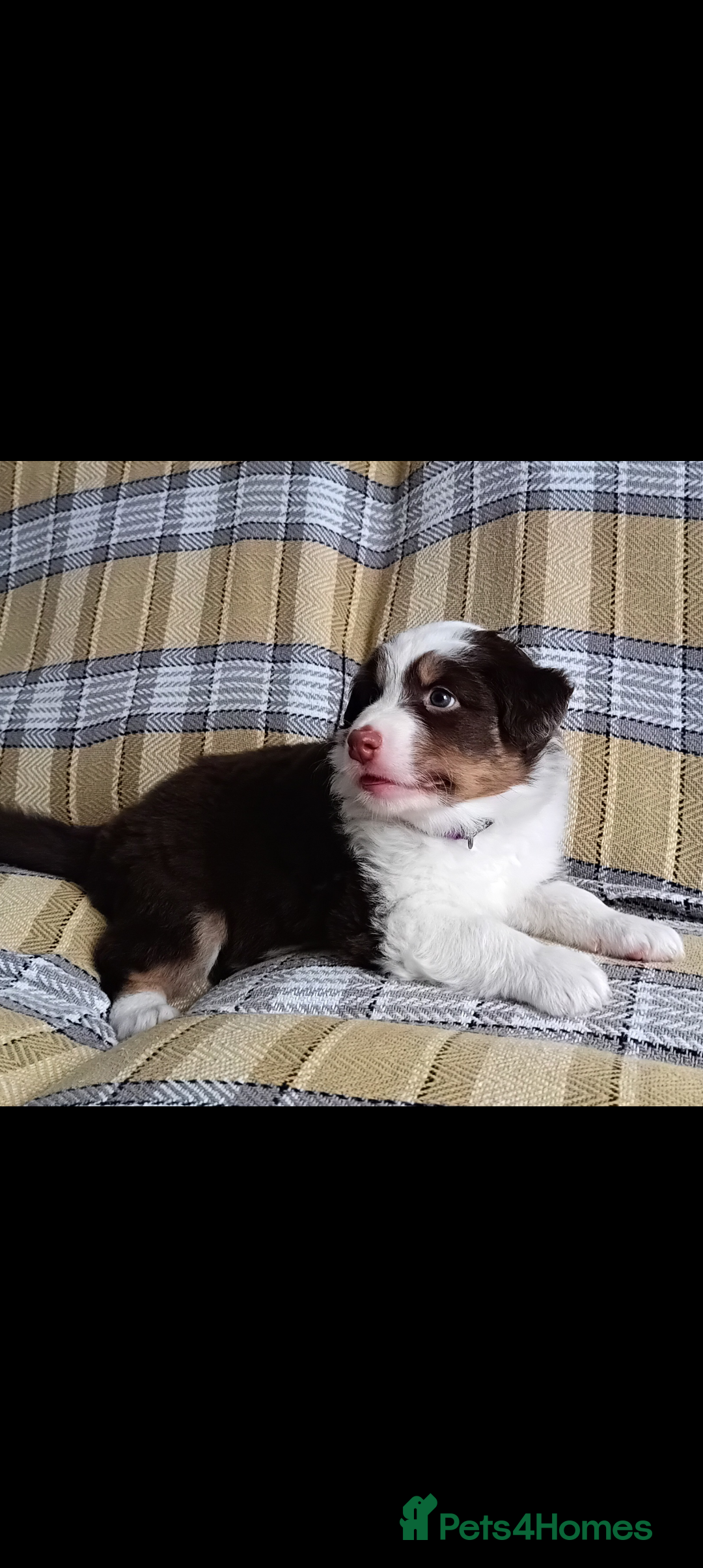 Australian Shepherd dogs for sale: Australian Shepherd puppies looking for new home in Peterborough - Image 18