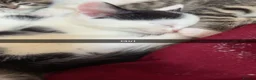 Mixed Breed cats for sale: Beautiful kittens for sale  - Advert 7