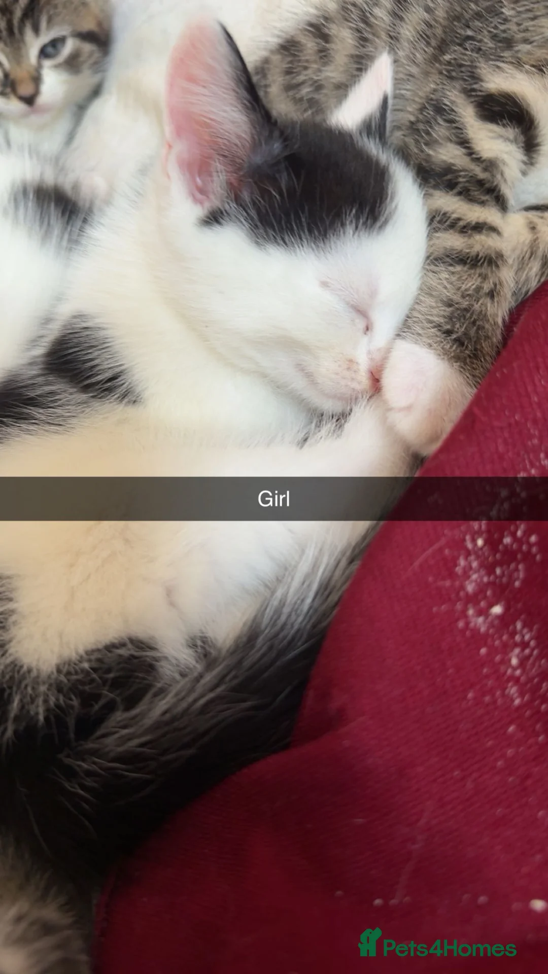 Mixed Breed cats for sale: Beautiful kittens for sale  - Advert 7