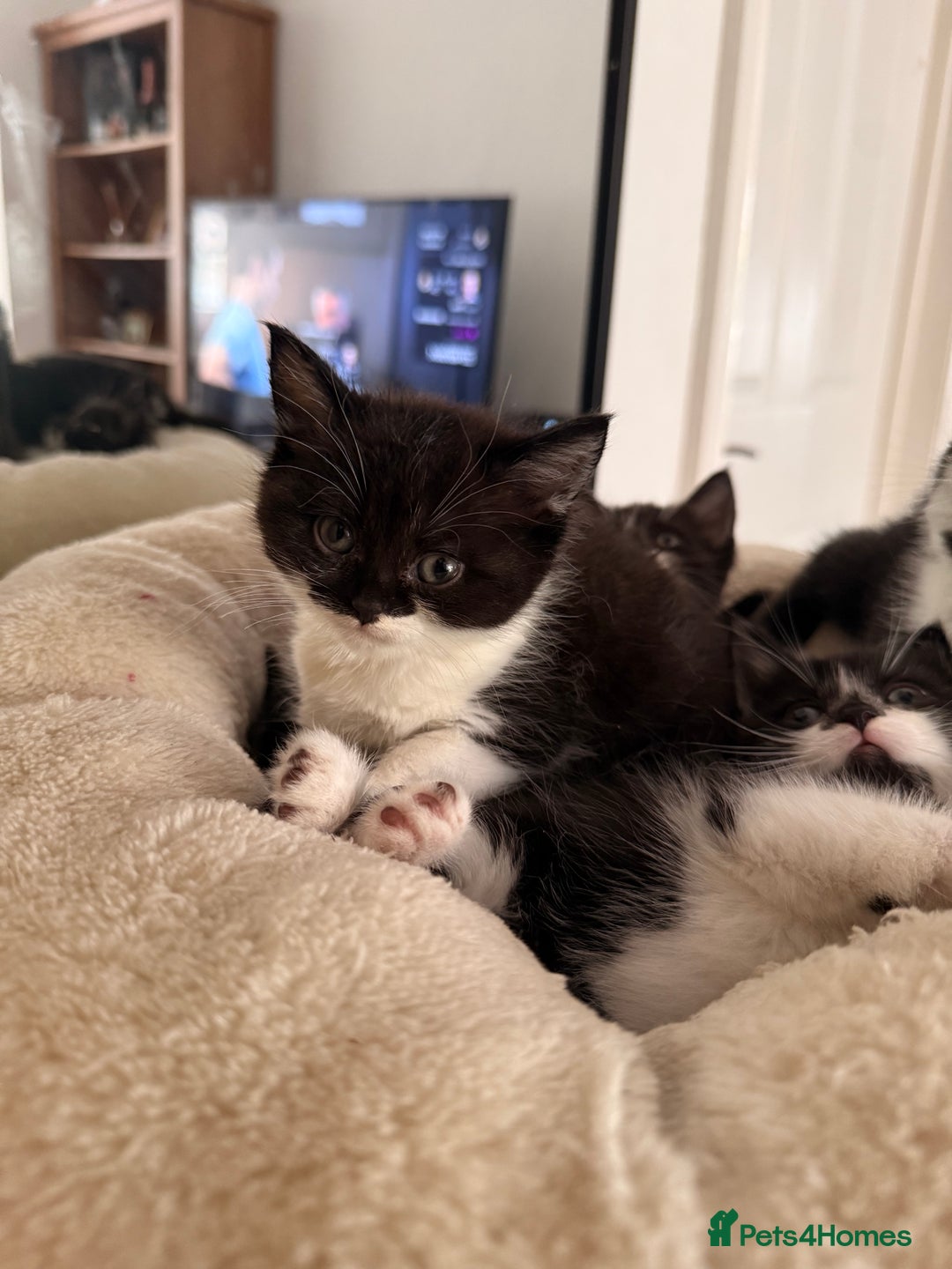 Mixed Breed cats for sale: Half British shorthair kittens  - Image 3