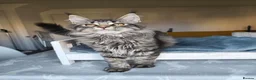 Maine Coon cats for sale: ready now  STUNNING TICA MAINE COON KITTENS - Advert 5