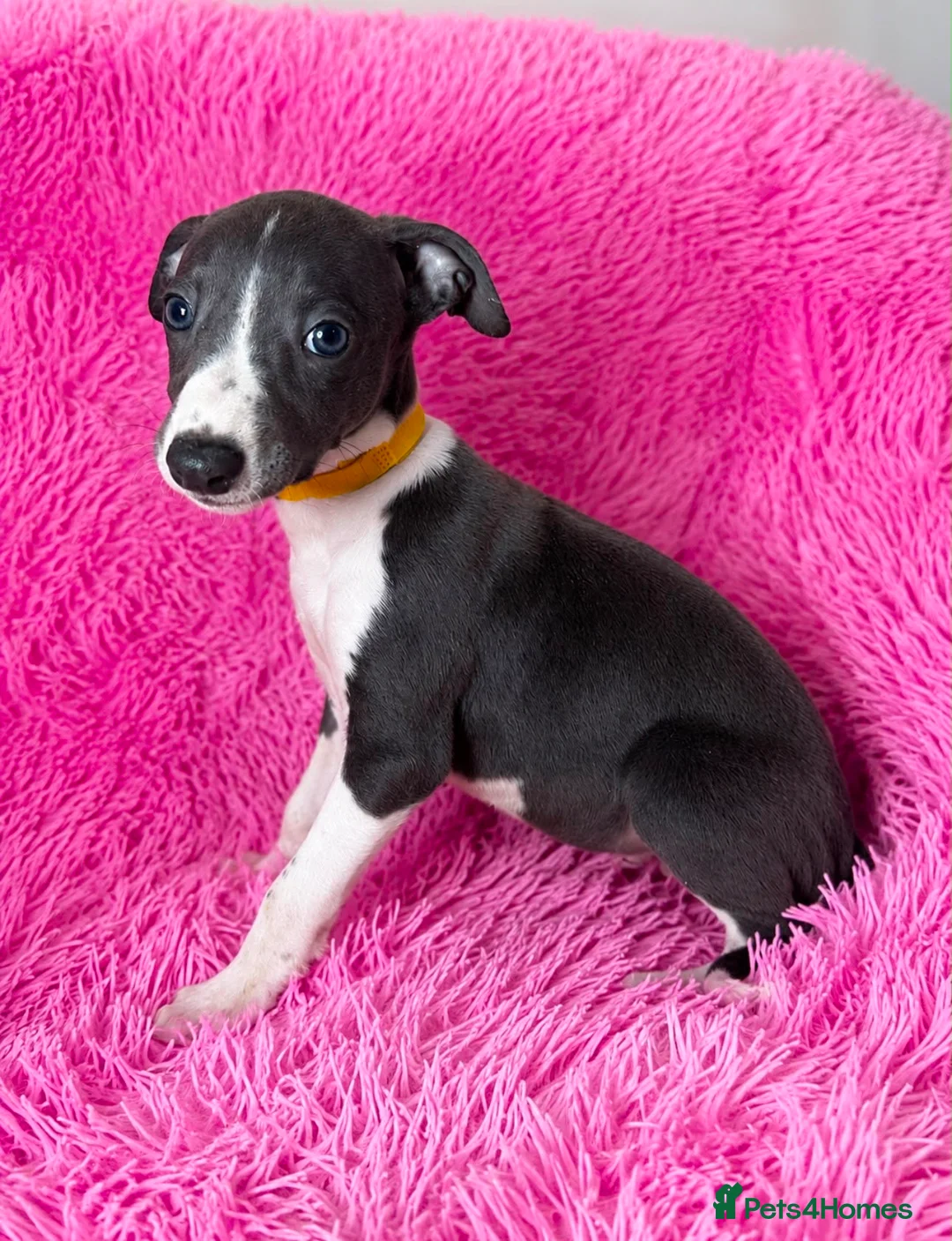 Whippet dogs for sale: Only 3 boys Quality pedigree whippet puppies left  - Advert 2