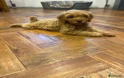 Cavapoochon dogs for sale: Gorgeous litter of Cavapoochon  - Image 13