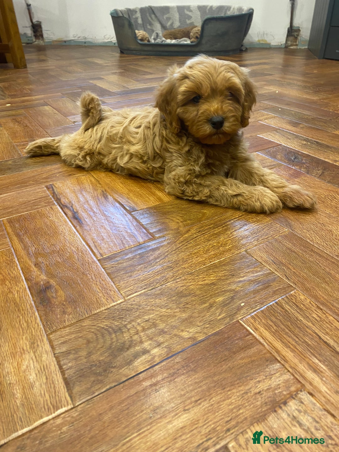 Cavapoochon dogs for sale: Gorgeous litter of Cavapoochon  - Image 13