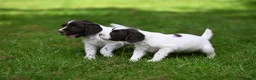 English Springer Spaniel dogs for sale: Kennel club registered Springer Spaniel Puppies - Advert 3