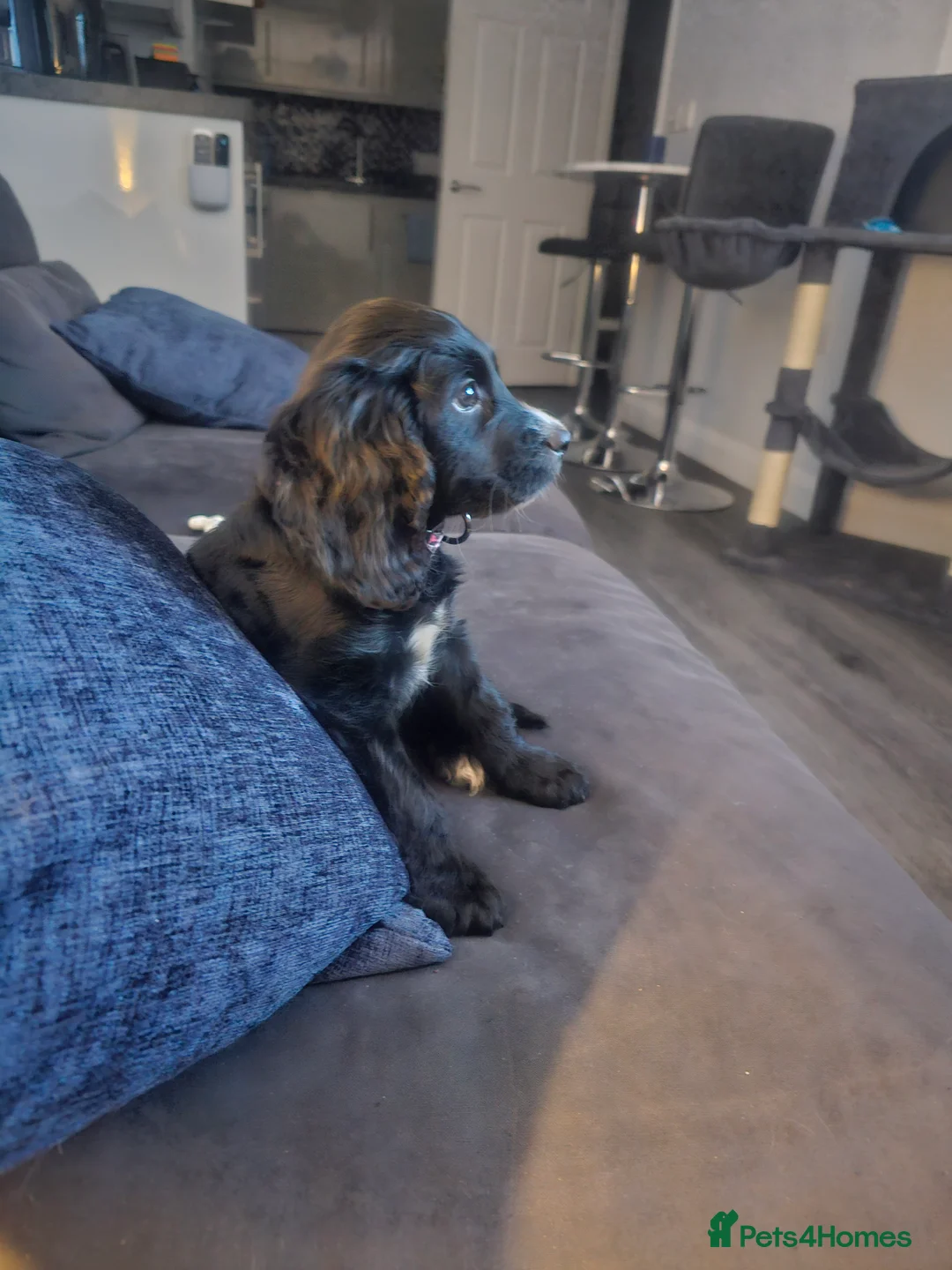 Cocker Spaniel dogs for sale: 9 Week Cocker Spaniel Girl for SALE - Advert 3