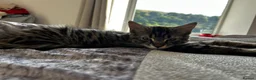 Mixed Breed cats for sale: Two brother cats  in Tredegar - Advert 14