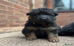 German Shepherd dogs for sale: Long Haired GSD Puppies. Only 1 boys LEFT!  - Image 9