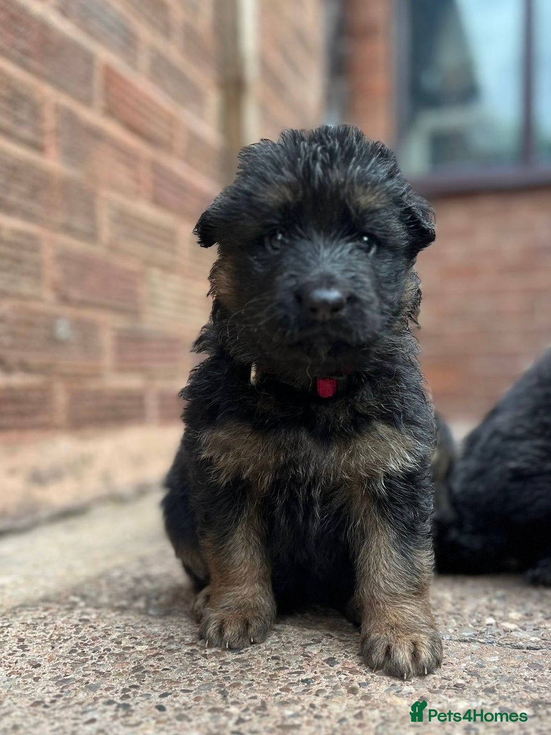 German Shepherd dogs for sale: Long Haired GSD Puppies. Only 1 boys LEFT!  - Image 9