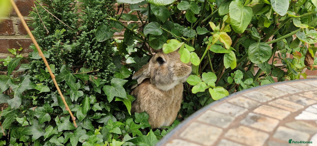 Continental Giant rabbits for sale: Giant continental cross  - Image 6