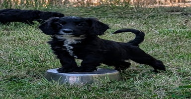 Cockapoo dogs - Advert 13