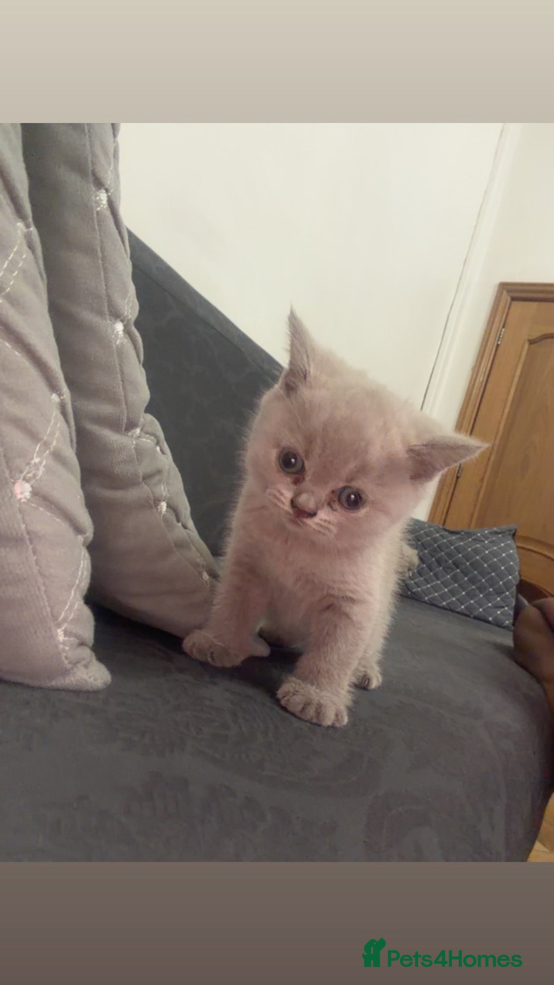 British Shorthair cats Lilac British Shorthair  - Advert 1