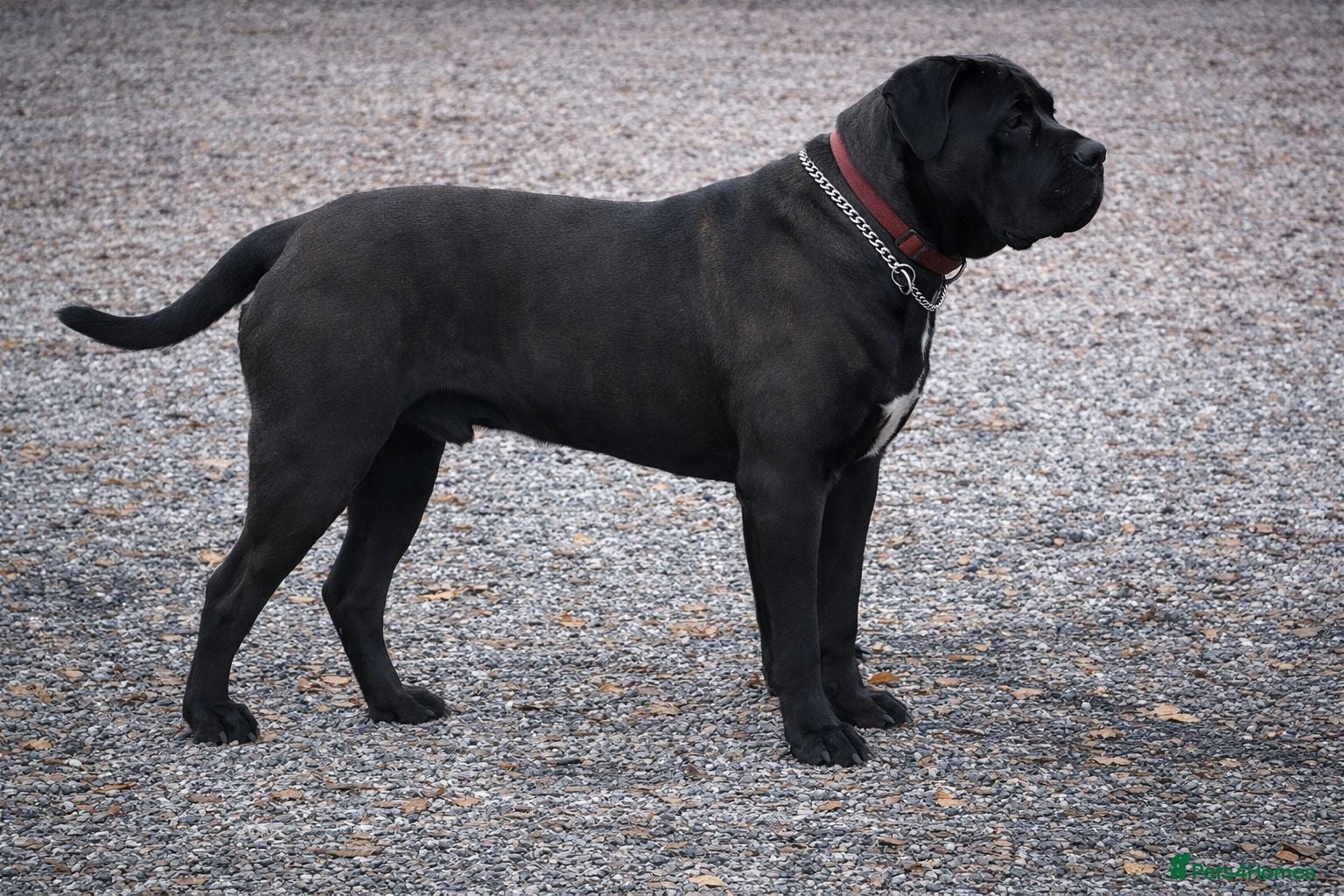 Cane Corso dogs Cane Corso Puppies | Elite Bloodline | 86kg Sire - Advert 2
