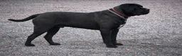 Cane Corso dogs for sale: Cane Corso Puppies | Elite Bloodline | 86kg Sire - Advert 2