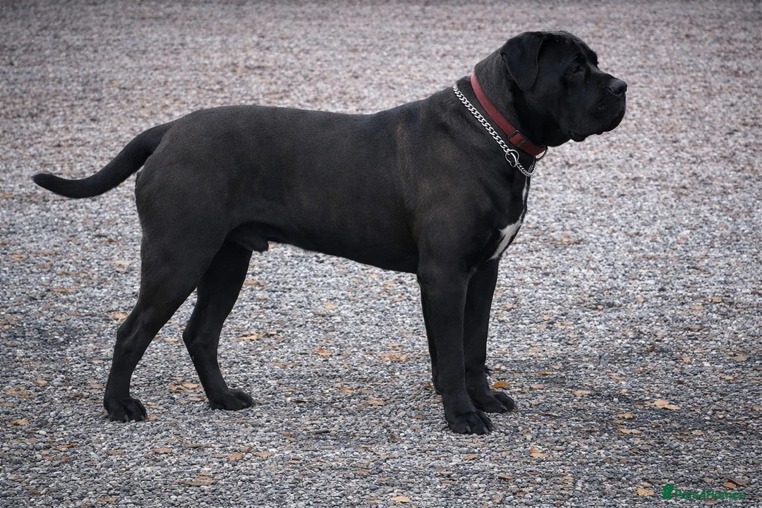 Cane Corso dogs for sale: Cane Corso Puppies | Elite Bloodline | 86kg Sire - Advert 2