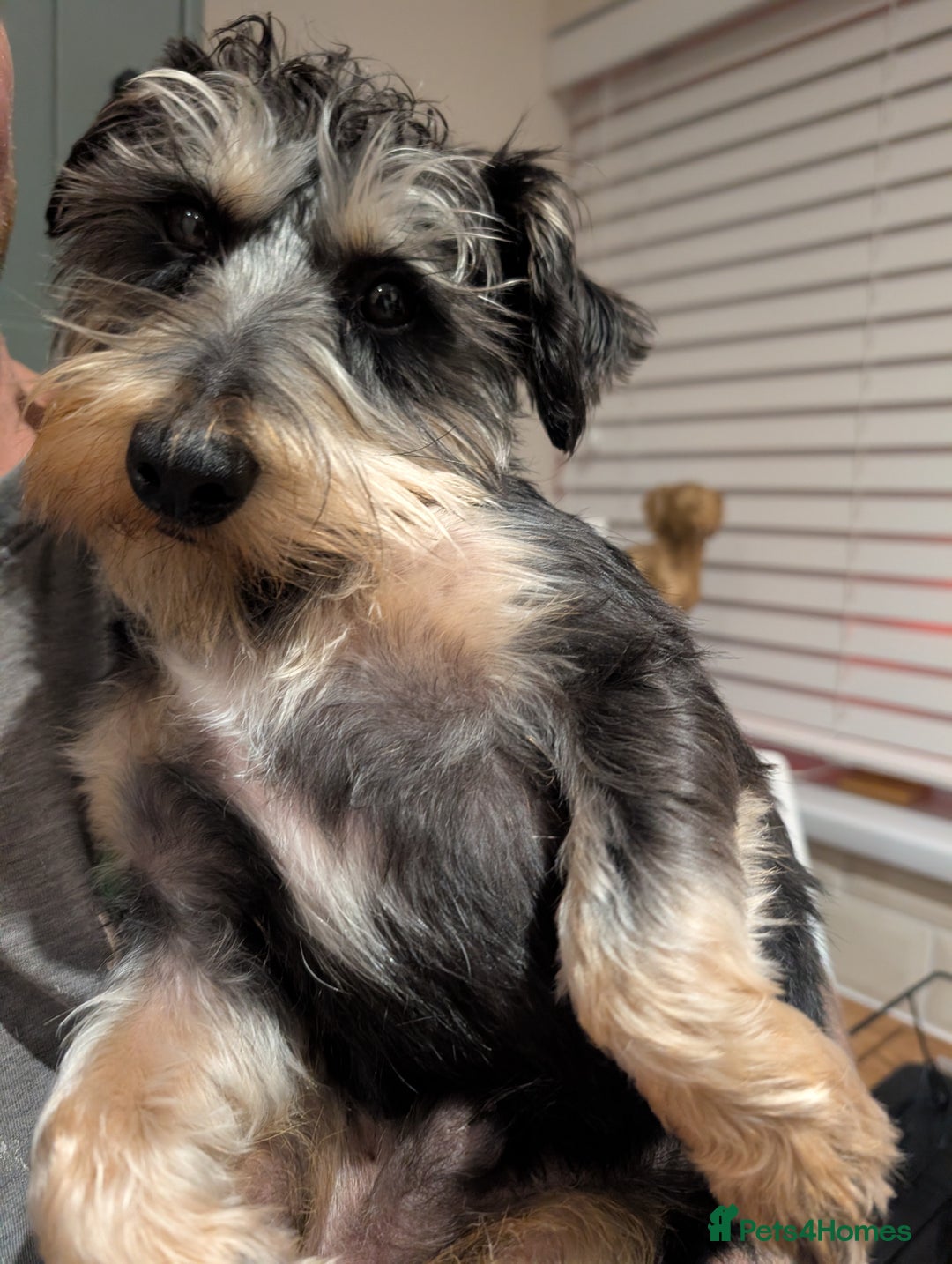 Mixed Breed dogs for sale: Beautiful Shihtzu x Cairn Terrier/Sausage x JRT - Advert 2