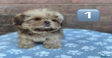 Shih Tzu dogs - Advert 15
