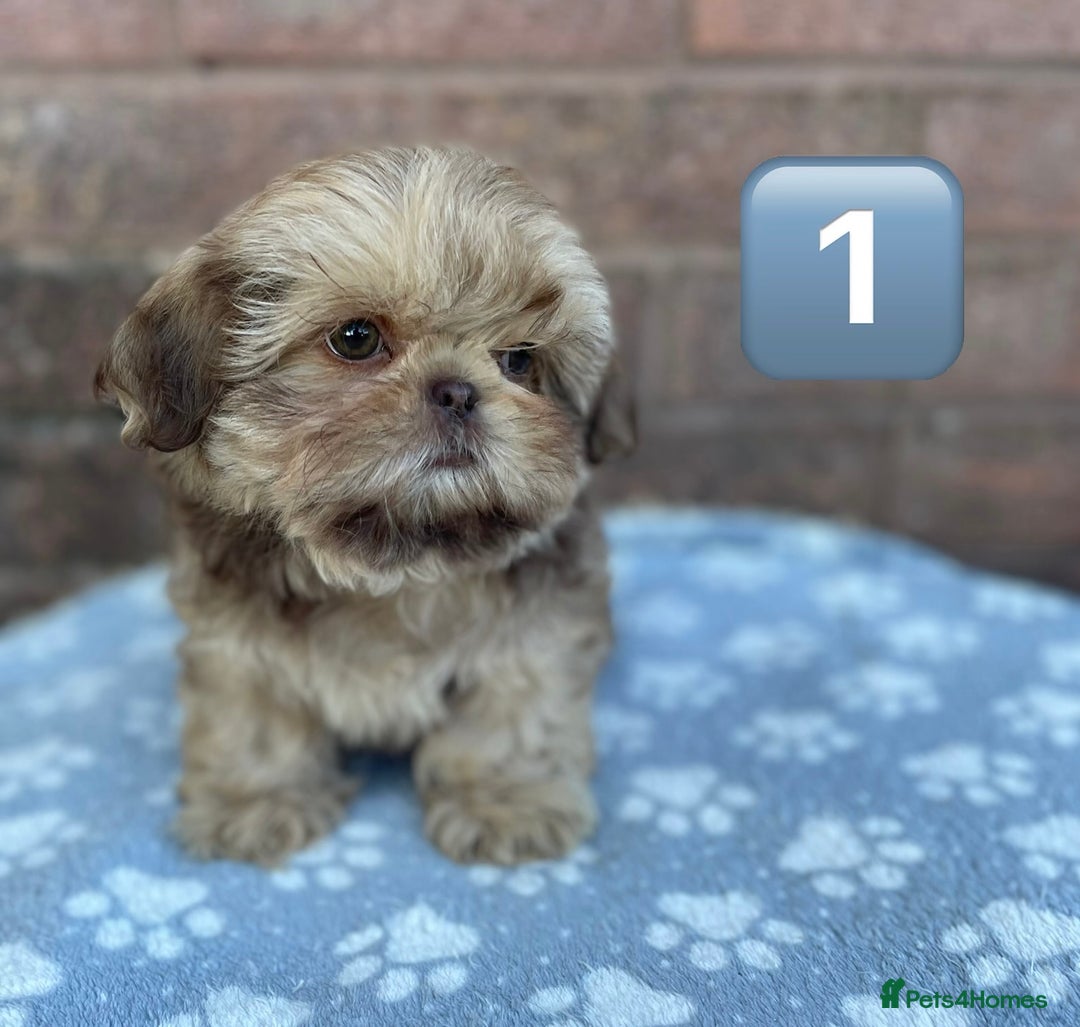 Shih Tzu dogs for sale: KC Registered Imperial Shih Tzu boys.  - Image 2