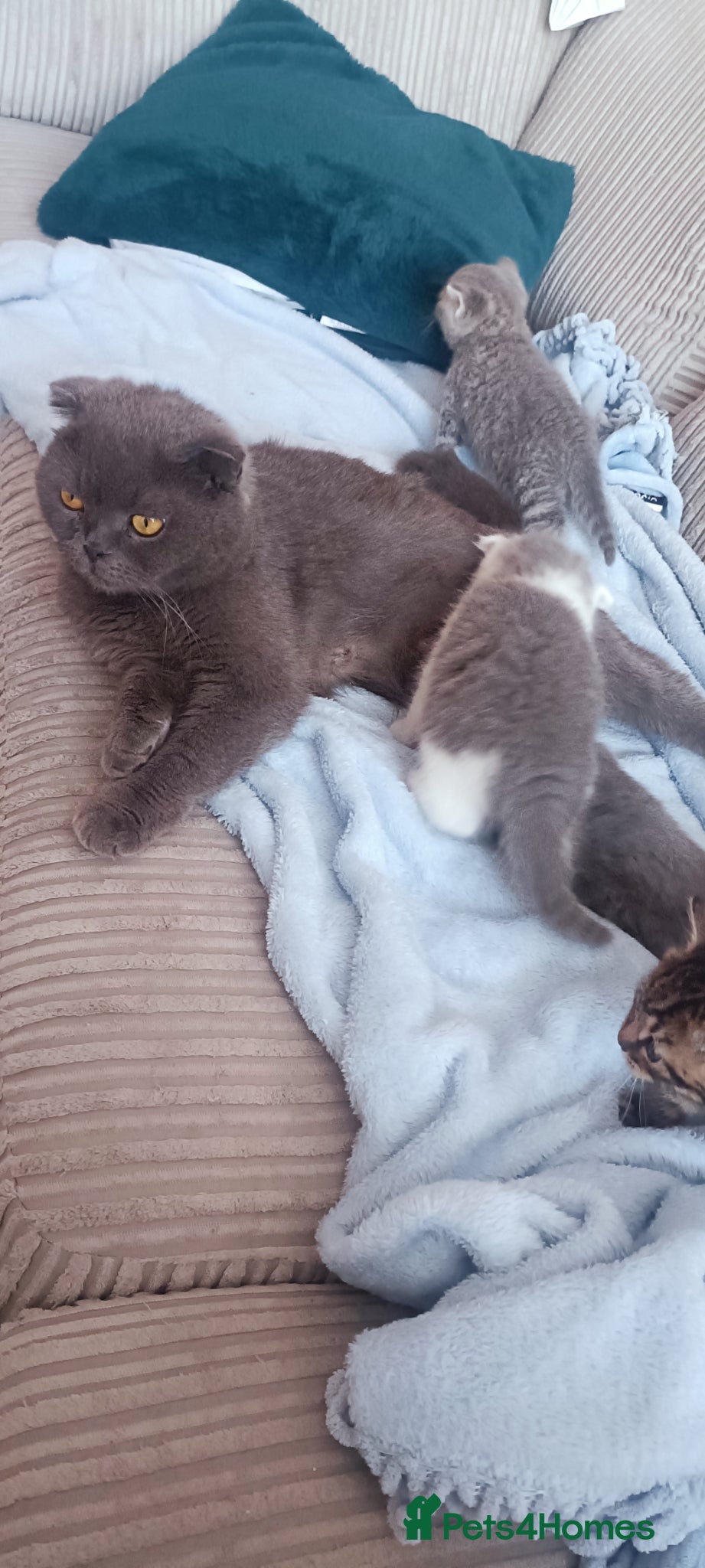 Scottish Fold cats Gorgeous Scottish fold/straight kittens - Advert 2
