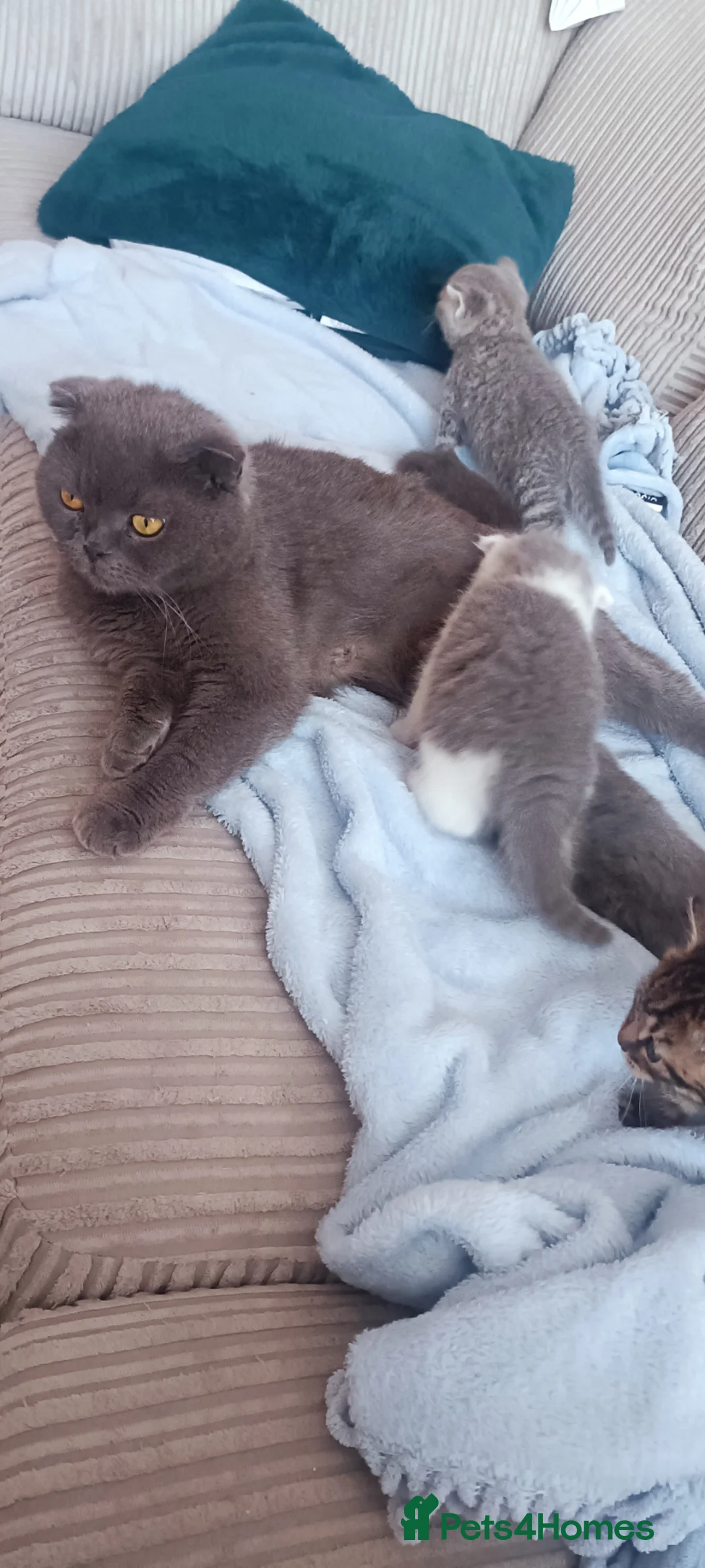 Scottish Fold cats for sale: Gorgeous Scottish fold/straight kittens - Advert 2