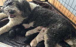 Mixed Breed dogs for sale: F1B SAINTBERNADOODLE BOYS AND GIRLS - Image 8