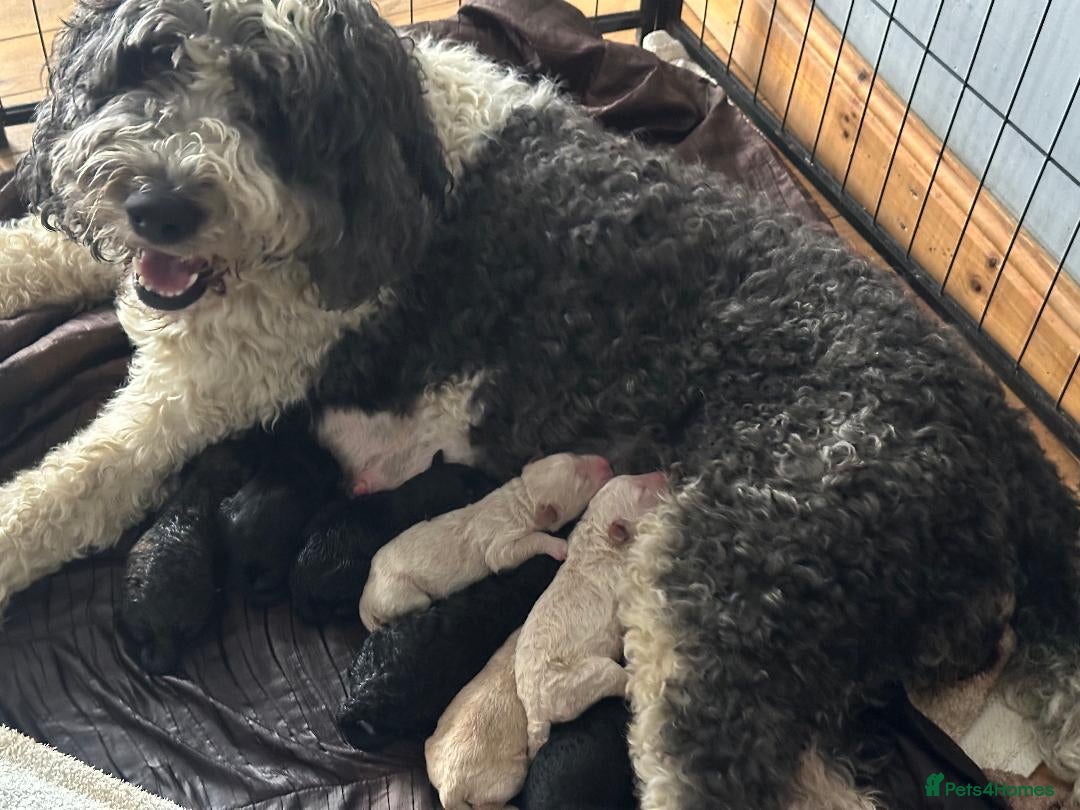 Mixed Breed dogs for sale: F1B SAINTBERNADOODLE BOYS AND GIRLS - Image 8