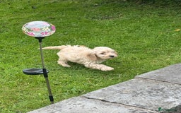 Cockapoo dogs for sale: Crazy Cockapoo puppies    - Image 17
