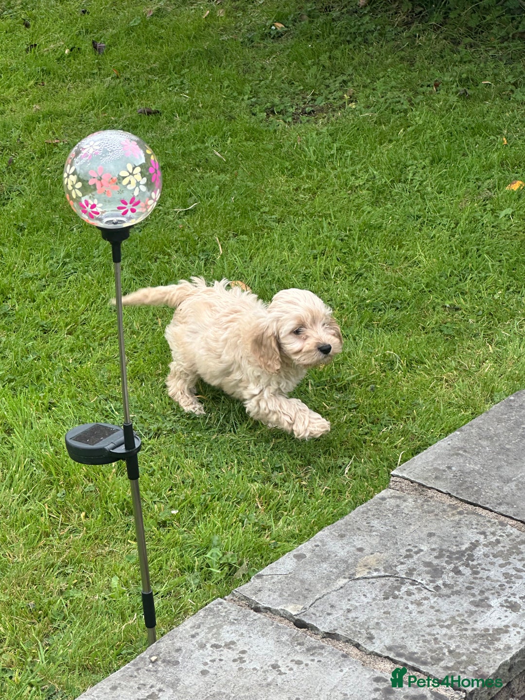 Cockapoo dogs for sale: Crazy Cockapoo puppies    - Image 17