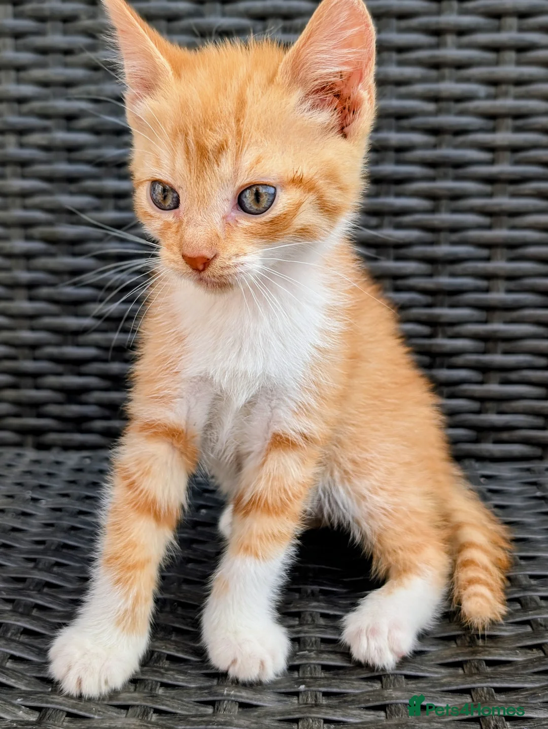 Mixed Breed cats for sale: Rare ginger female kittens and black stripey male. - Advert 2