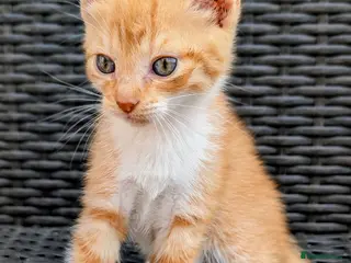 Mixed Breed cats Rare ginger female kittens and black stripey male. - Advert 9