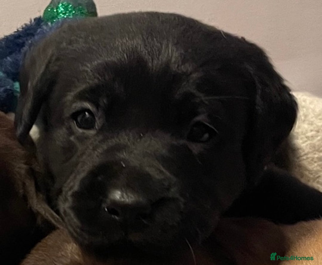 Labrador Retriever dogs for sale: Chunky Labrador Puppies (3 Girls & 2 Boys) - Advert 13