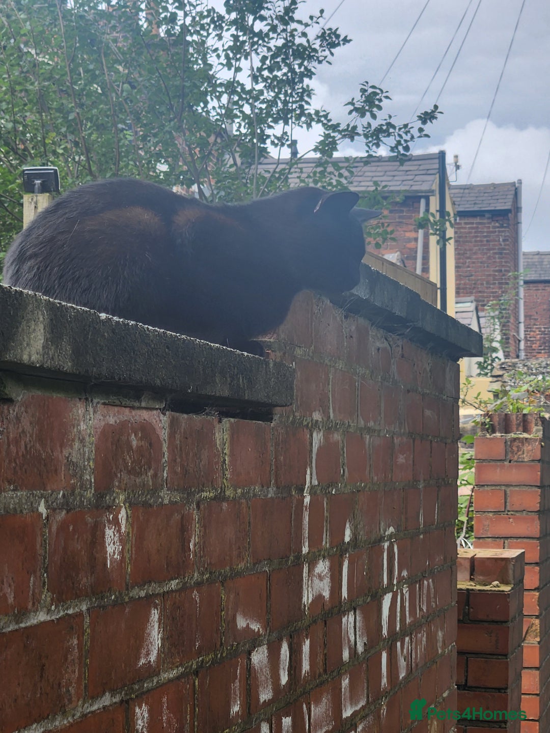 Mixed Breed cats for sale: Beautiful black cat  - Image 1