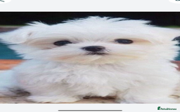 Maltese dogs for sale: Maltese - Image 11
