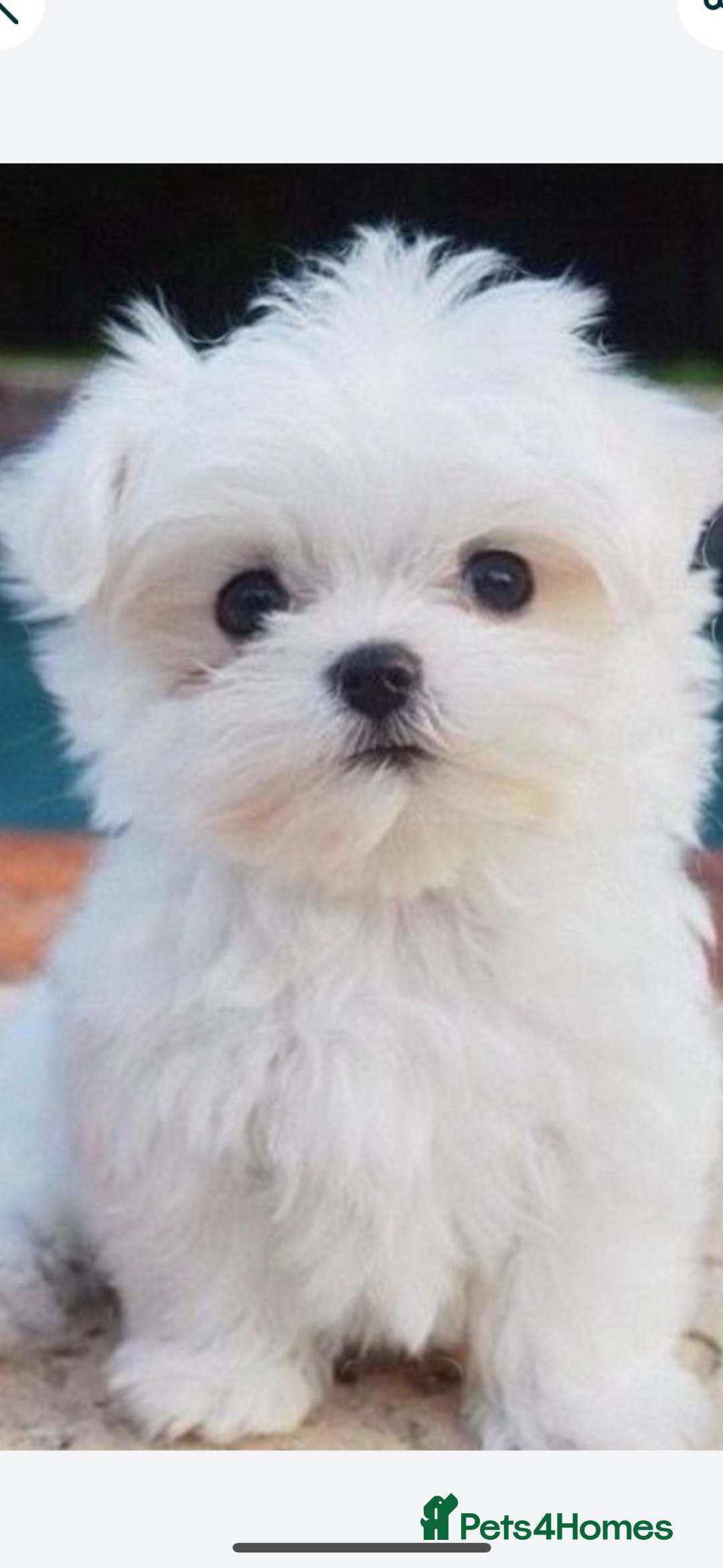 Maltese dogs for sale: Maltese - Image 11