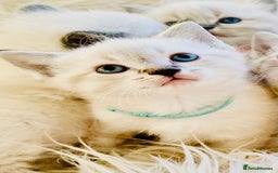 Ragdoll cats for sale: Ragdoll kittens for sale - Image 7