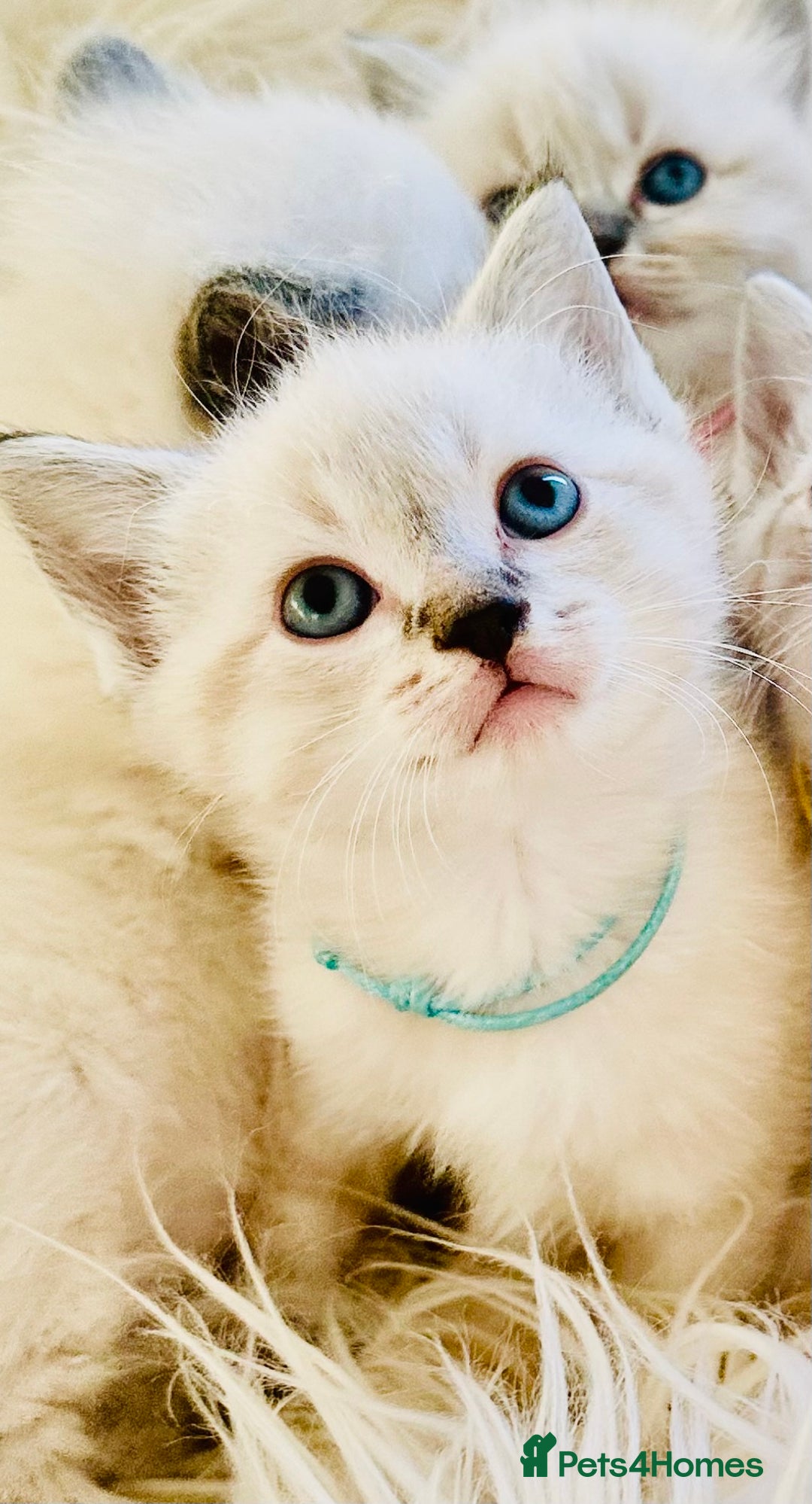 Ragdoll cats for sale: Ragdoll kittens for sale - Image 7