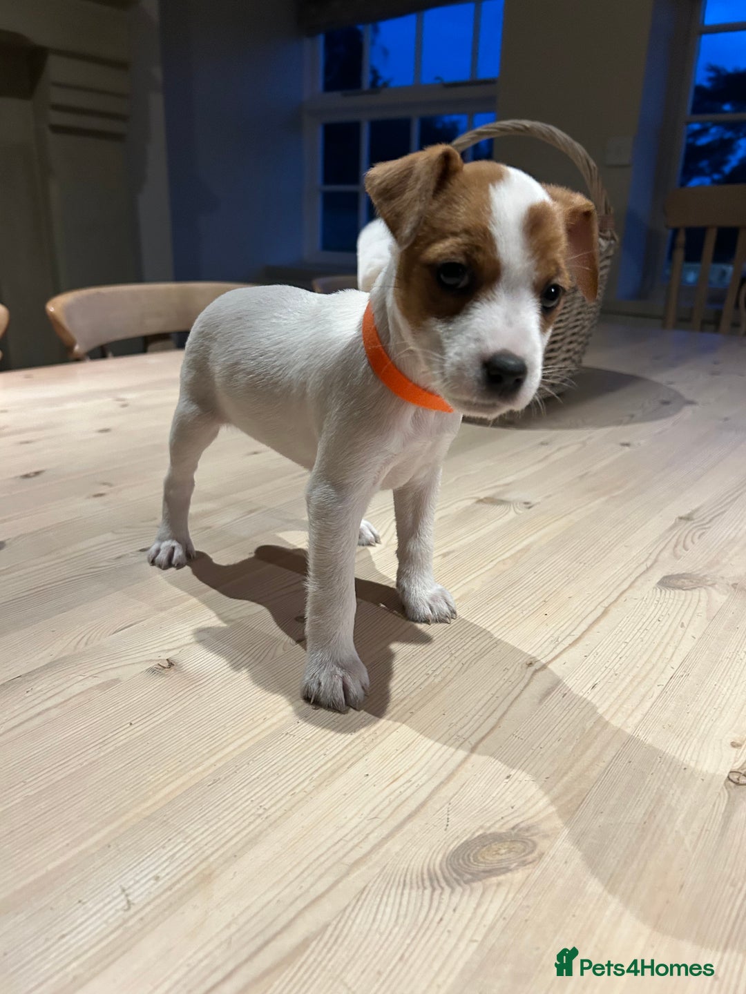Mixed Breed dogs for sale: Parson / Jack Russell puppies - Advert 26